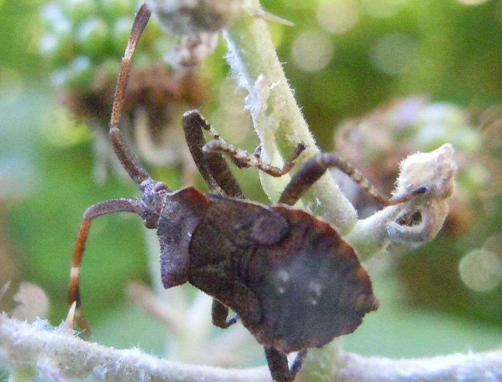 Ninfa di Coreus marginatus? S